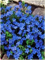Nawrot rozpierzchły Heavenly Blue Lithodora diffusa