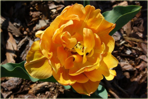 Tulipan Oranje Nassau pomarańczowy Tulipa Murillo
