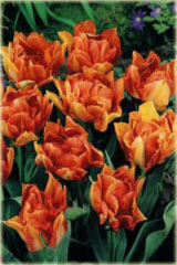 Tulipan Oranje Nassau pomarańczowy Tulipa Murillo