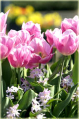 Tulipan Peach Blossom różowy Tulipa Murillo