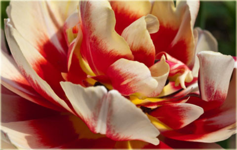 Tulipan Willemsoord czerwony z białym Tulipa Willemsoord