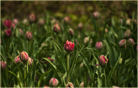 Tulipan Willemsoord czerwony z białym Tulipa Willemsoord
