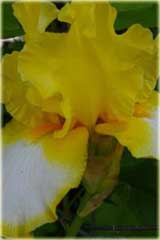 Irys japoński Fringed of Gold Iris ensata