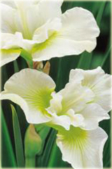 Irys syberyjski biały Iris sibirica