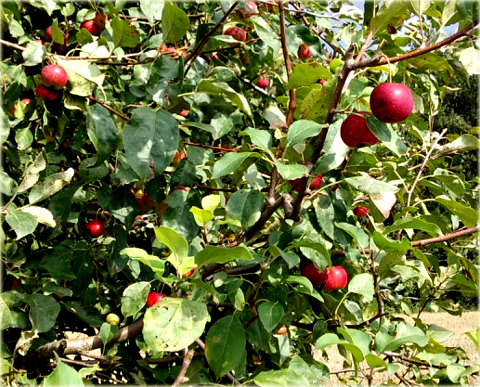 Jabłoń domowa Red Boskoop Malus domestica Red Boskoop