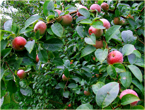 Jabłoń domowa Geneva Early Malus domestica Geneva Early