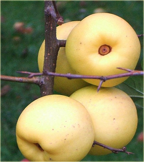 Pigwa wielkoowocowa jabłkowa