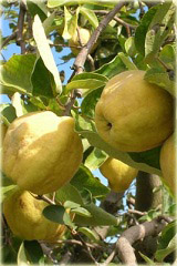 Pigwa wielkoowocowa jabłkowa