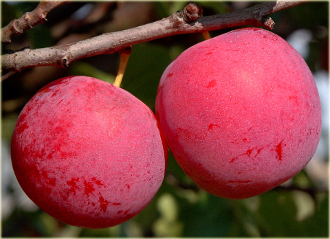 Śliwa Brzoskwiniowa Prunus domestica Brzoskwiniowa
