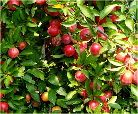 Śliwa Brzoskwiniowa Prunus domestica Brzoskwiniowa