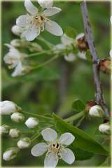 Wiśnia Kelleris Prunus cerasus Kelleris