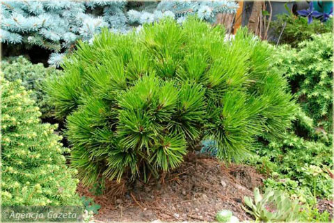 Sosna bośniacka Pinus leucodermis