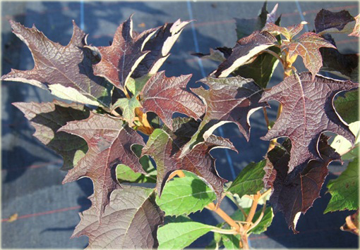 Hortensja dębolistna Hydrangea quercifolia