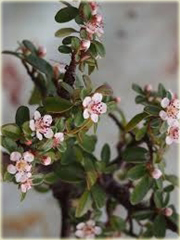 Irga rozkrzewiona Cotoneaster divaricatus