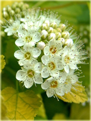 Pęcherznica kalinolistna Luteus Physocarpus opulifolius