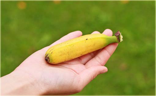 Banan mini żółty