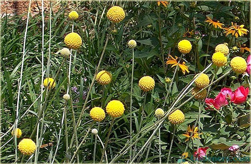 Craspedia żółta zioło, billy przyciski, woollyheads