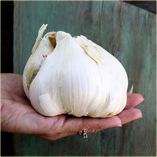 Czosnek gigant Giant Garlic