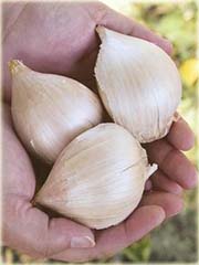 Czosnek gigant Giant Garlic
