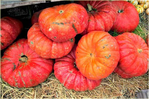 Dynia czerwona jadalna bez GMO pumpkin