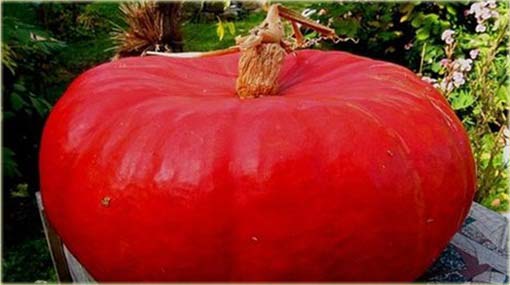Dynia czerwona jadalna bez GMO pumpkin