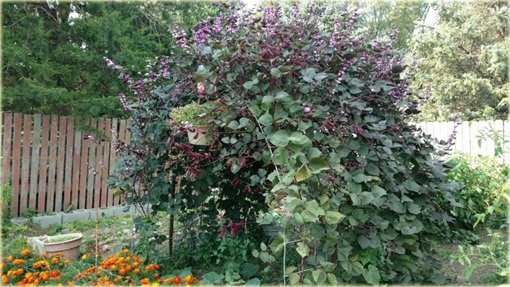 Fasola fioletowa krótka Heirloom Jinke z purpurowym kwiatem