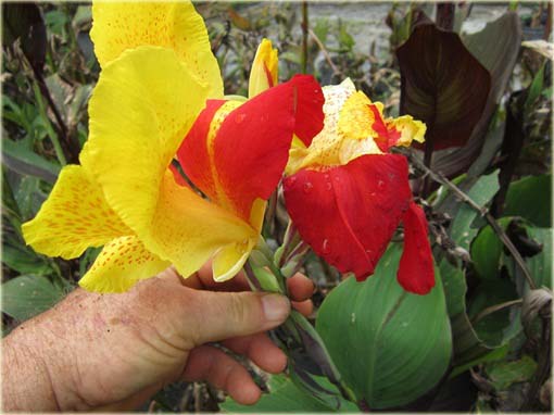 Kanna czerwono-żółta dwukolorowe liście, paciorecznik, Canna