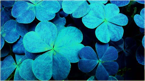 Lucky Grass jasnoniebieska czterolistna okrywowa