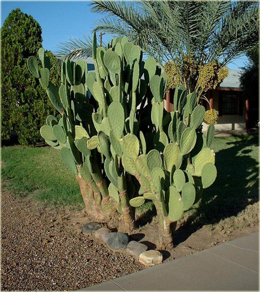 Opuncja figowa kaktus ogrodowy, figa indyjska