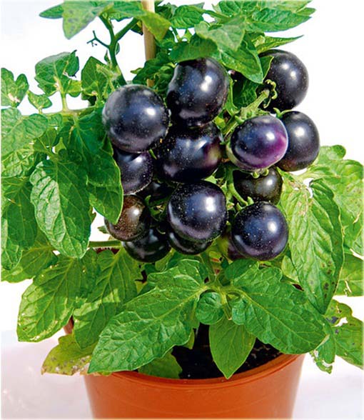 Pomidor doniczkowy mini czarny