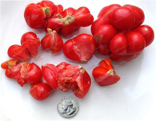 Pomidor olbrzymi Extra large wieloczłonowy super smaczny!