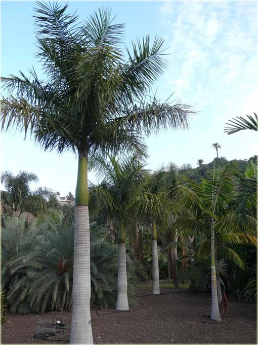Rojstona królewska palma królewska