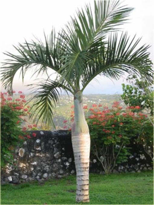 Rojstona królewska palma królewska