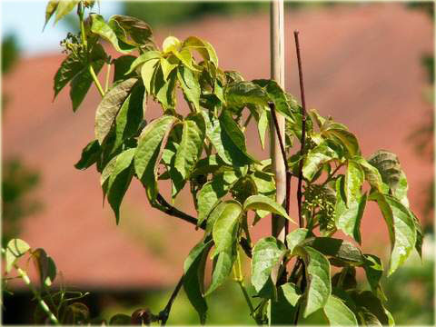 Winobluszcz himalajski czerwonolistny Parthenocissus himalayana var. rubrifolia