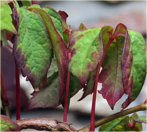 Winobluszcz himalajski czerwonolistny Parthenocissus himalayana var. rubrifolia