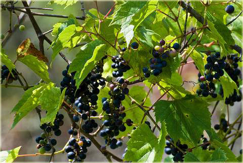Winorośl pachnąca Vitis riparia