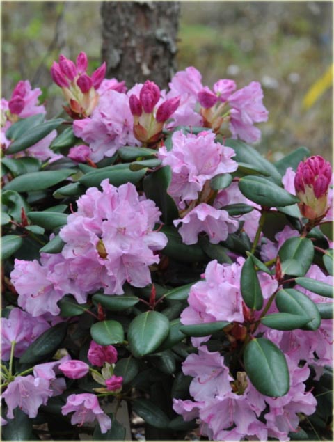 Rododendron williamsianum Vater Böhlje - Rhododendron williamsianum Vater Böhlje