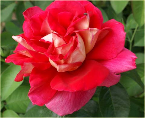 Róża wielkokwiatowa Kronenburg Large flowered rose Kronenburg
