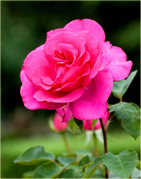 Róża wielkowiatowa Perola Large flowered rose Parole