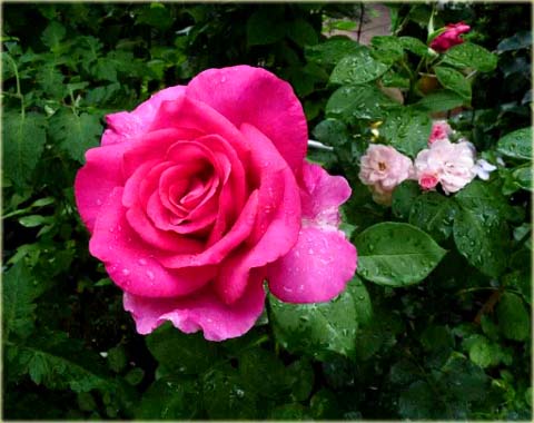 Róża wielkowiatowa Perola Large flowered rose Parole