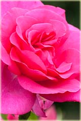 Róża wielkowiatowa Perola Large flowered rose Perola