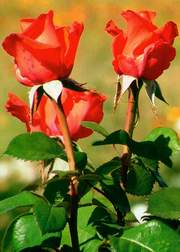 Róża wielkokwiatowa pomarańczowa Sika Large flowered orange rose Sika