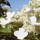 krzewy Hortensja bukietowa Kyushiu Hydrangea paniculata Kyushiu K205 