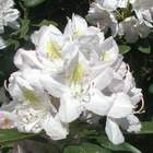 Rododendron wielkokwiatowy Album Novum biały Ro3