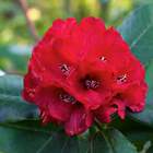Rododendron wielkokwiatowy Busuki krwisto-czerwony Ro17
