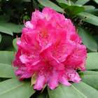 Rododendron wielkokwiatowy Catharine Van Tol ciemnoróżowy Ro20