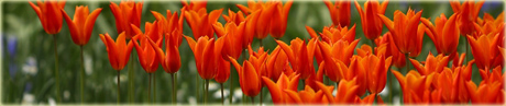 cebule ogrodowe, tulipany, kwiaty cebulowe, tulipany, begonia, agapant, canna, czosnek, hiacynt, lilie, mieczyki, narcyze, paciorecznik