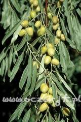 Oliwnik wąskolistny Elaeagnus angustifolia