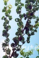 Wierzba babilońska Salix babylonica Crispa