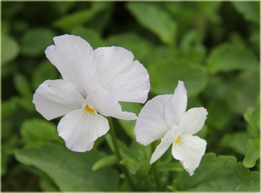 Fiołek rogaty biały Viola cornuta